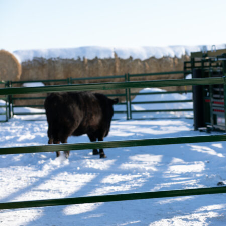 black cow behind 1.5" low-pressure cattle panel rails in a system