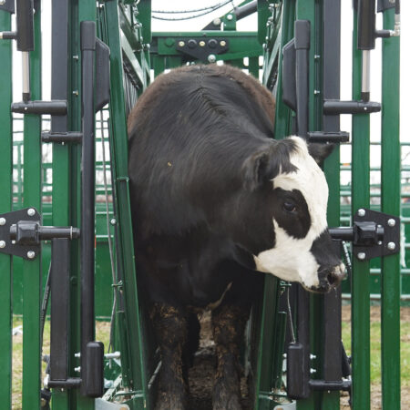 Cow Held in V-Squeeze