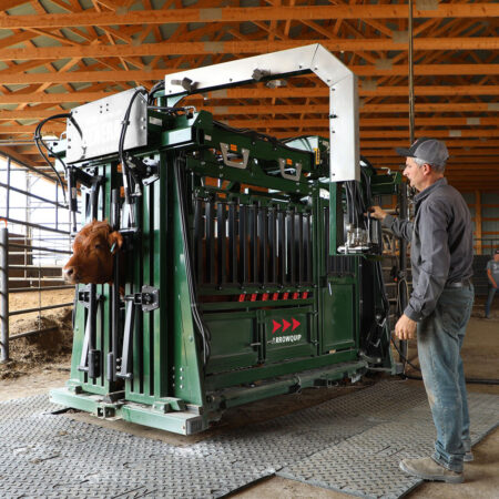 Cow in The General Hydraulic Cattle Chute