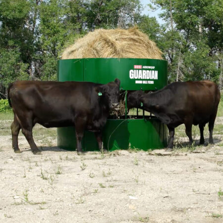 Cow reaching for hay round bale feeder
