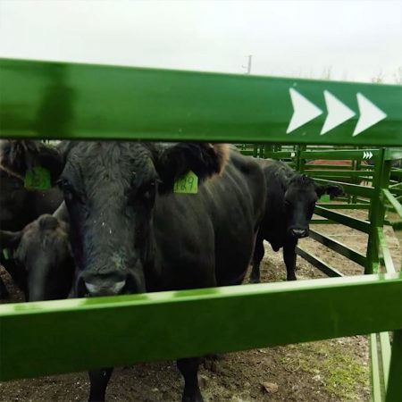 Cow visible through high-pressure cattle corral panel railings