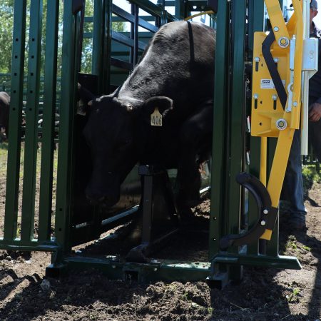 Black cow in cattle chute with sternum bar installed