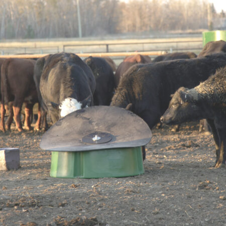 mineral feeder with cows licking mineral under the heavy-duty weatherproof cover