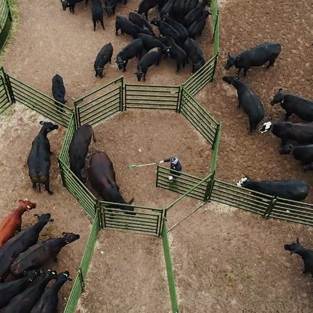 Sorting cattle with the Drafting Pound