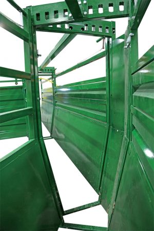 Inside view of curved adjustable cattle alley