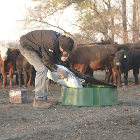 mineral feeder for cattle with cover being used to feed cattle loose mineral