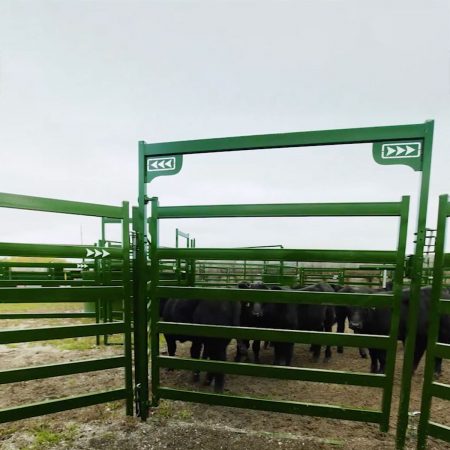 Cow standing behind railings of a bow gate