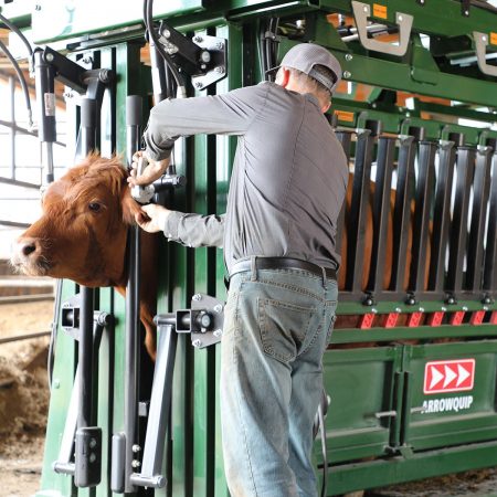 Ear tagging in General Cattle Chute