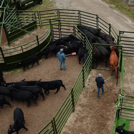Moving cattle through cattle working system for processing