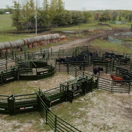 Drone shot of cattle corral system with BudFlow cattle tub and manual squeeze chute