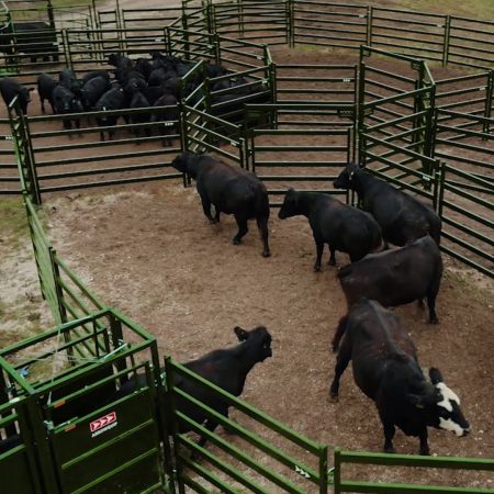 Cattle entering post-chute pen from drafting gates