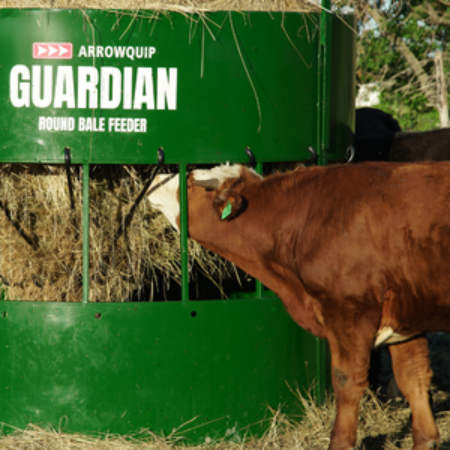 Hay bale feeder with brown horned cow reaching for hay