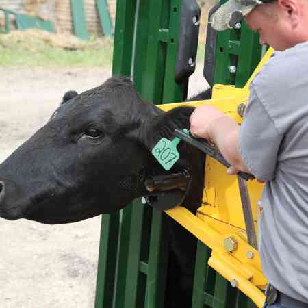 Cattle in head holder getting ear tags
