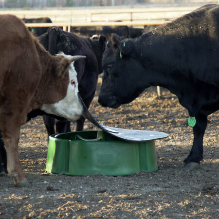 Cattle mineral feeder with cattle eating mineral under the weatherproof cover that reduces waste