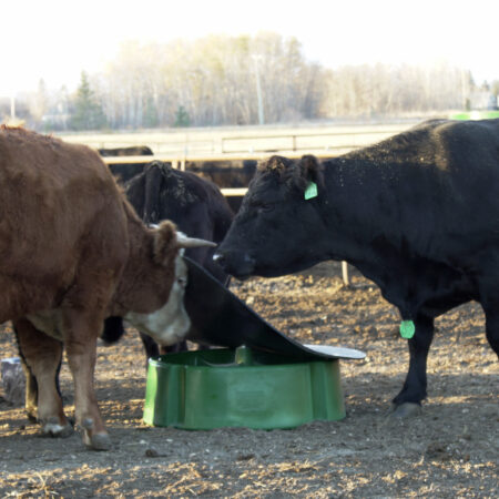 Cows eating mineral in Arrowquip guardian mineral feeder 2