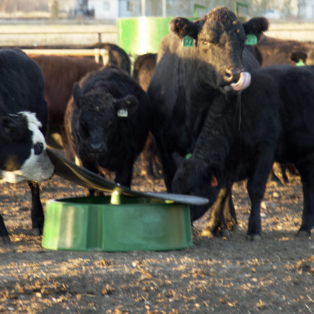Guardian mineral feeder for cattle with cows eating mineral out of the three compartments