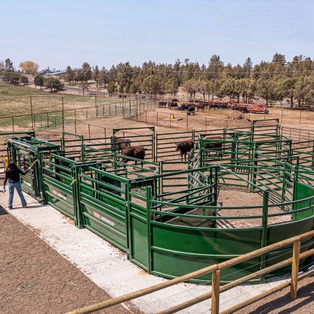 Side view of small cattle corral system and rancher working livestock