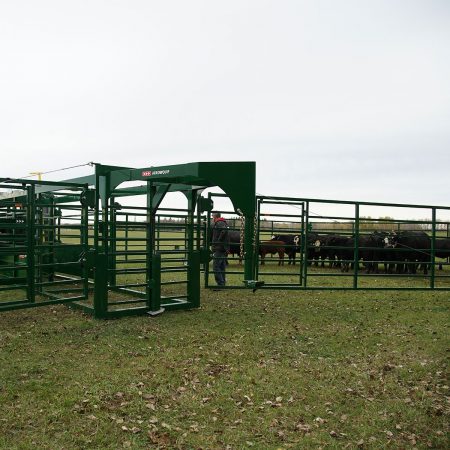 Portable corral system with cattle calmly waiting in one of the large pens
