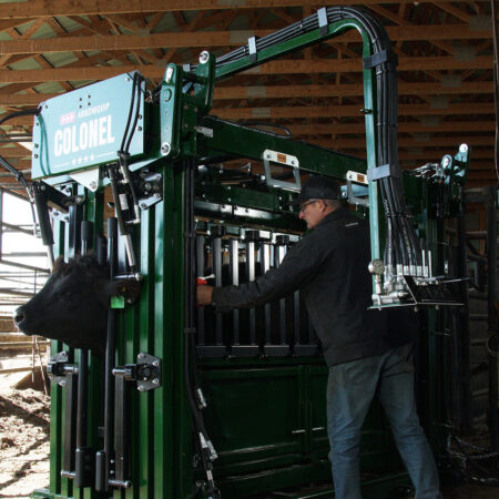 Rancher vaccinating cattle in the Colonel Heavy-Duty Chute