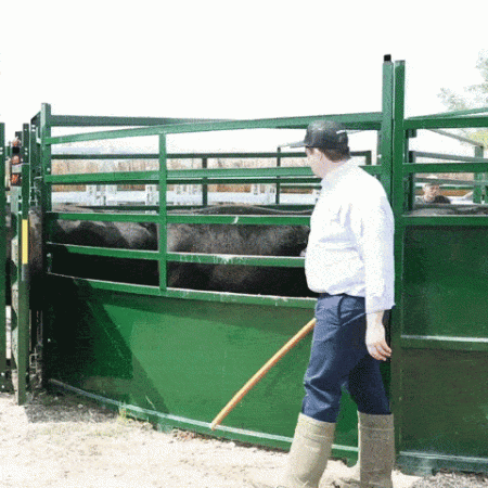 Rancher using low-stress cattle handling techniques to guide cattle into alley from BudFlow Cattle Tub