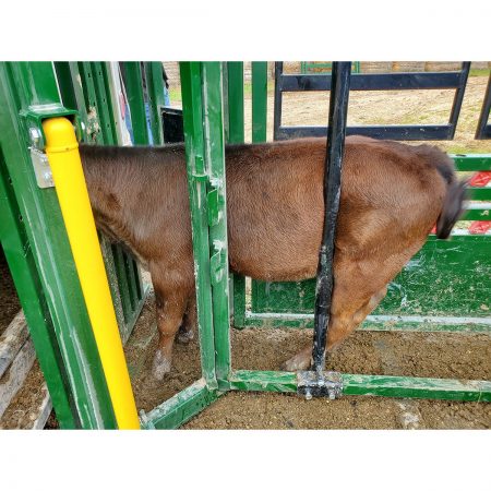 Full access inside squeeze chute with a Calf Restrainer Bar