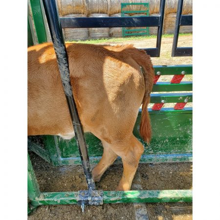 Calf Restrainer Bar holding calf with full access inside cattle squeeze chute