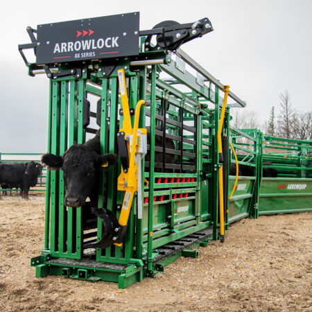 Cow in the Arrowlock 88 Series Cattle Squeeze Chute