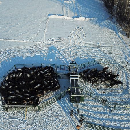 Working cattle in heeler corral