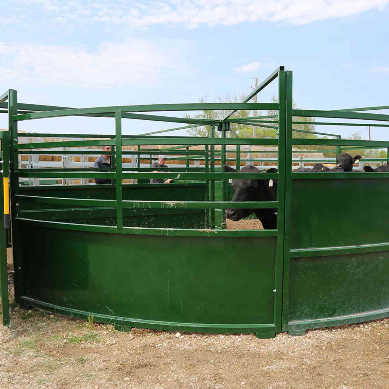 Cattle looking out of low sheeted panel on BudFlow Cattle tub