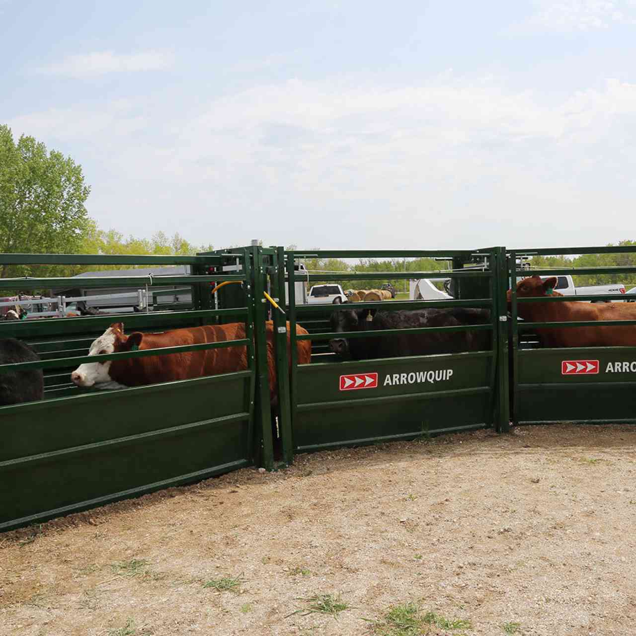 180 degree curved adjustable cattle alley with cattle walking through