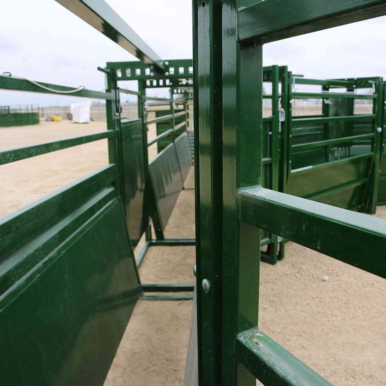 Inside view of adjustable cattle alley from inside cattle squeeze chute