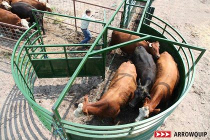 Cattle moving through a BudFlow Cattle Working Tub