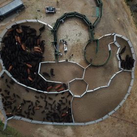 Drone shot of custom cattle handling system design with Arrowquip equipment