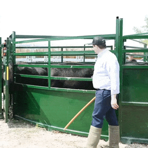 Rancher using low-stress cattle handling techniques to guide cattle into alley from BudFlow Cattle Tub