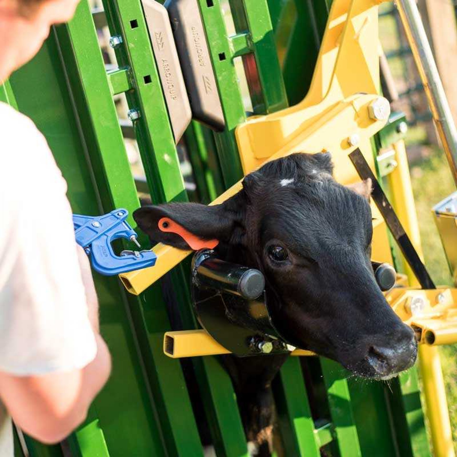 Black calf being ear tagged in Q-Catch Cattle Head Holder