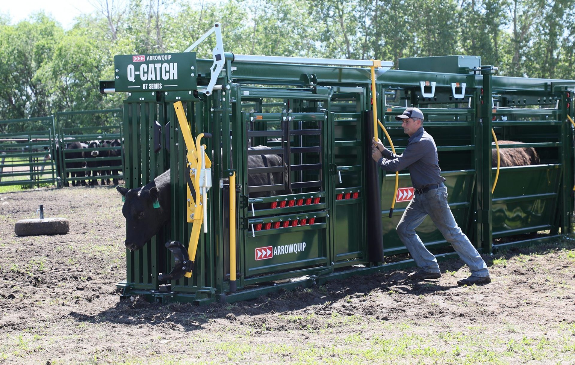 Proper Cattle Head Catch location in manual cattle head gate