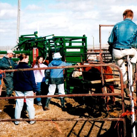 Working cattle and testing old Arrowquip cattle chute