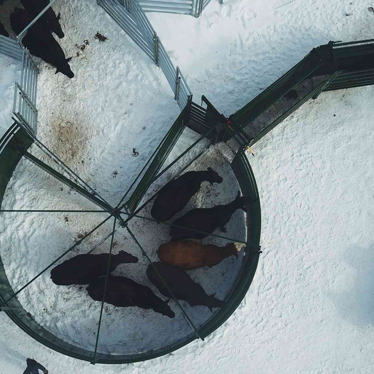 Arial image of S-Flow Cattle Handling System