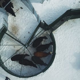 Arial image of S-Flow Cattle Handling System